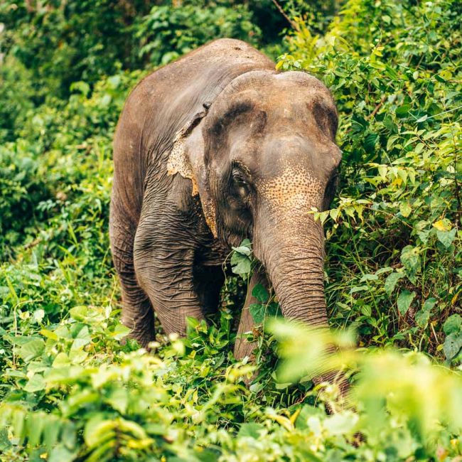 Elephant Sanctuary Phuket