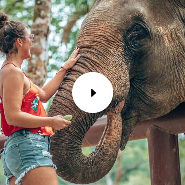 woman feeding elephant phuket elephant sanctuary