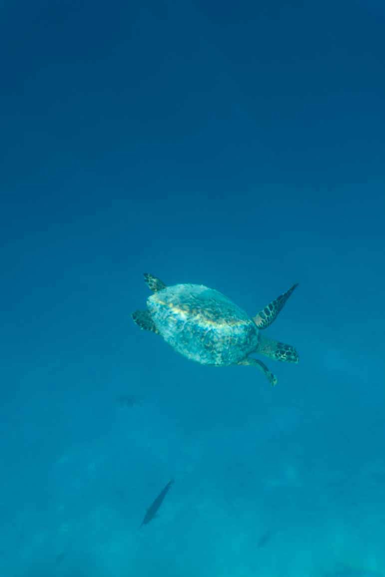 turtle at The Residence Maldives