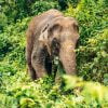 phuket elephant home