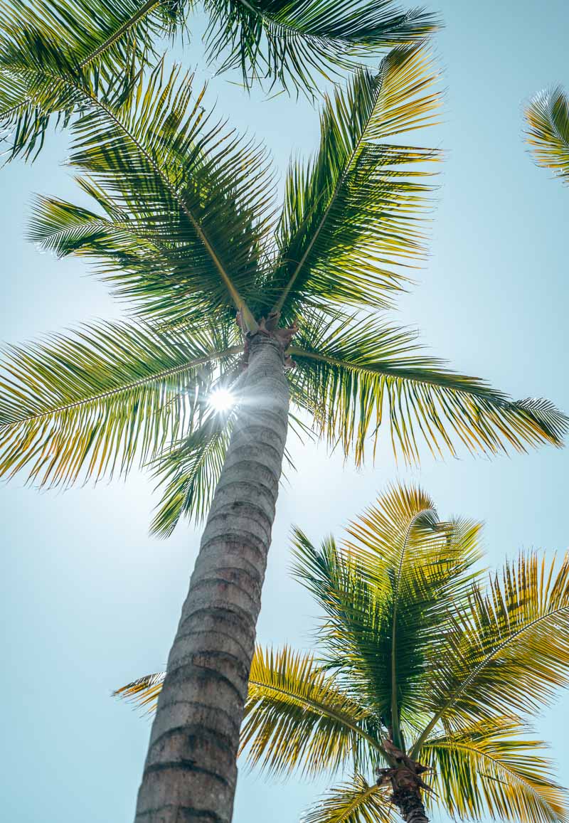 Westin Punta Cana palm tree